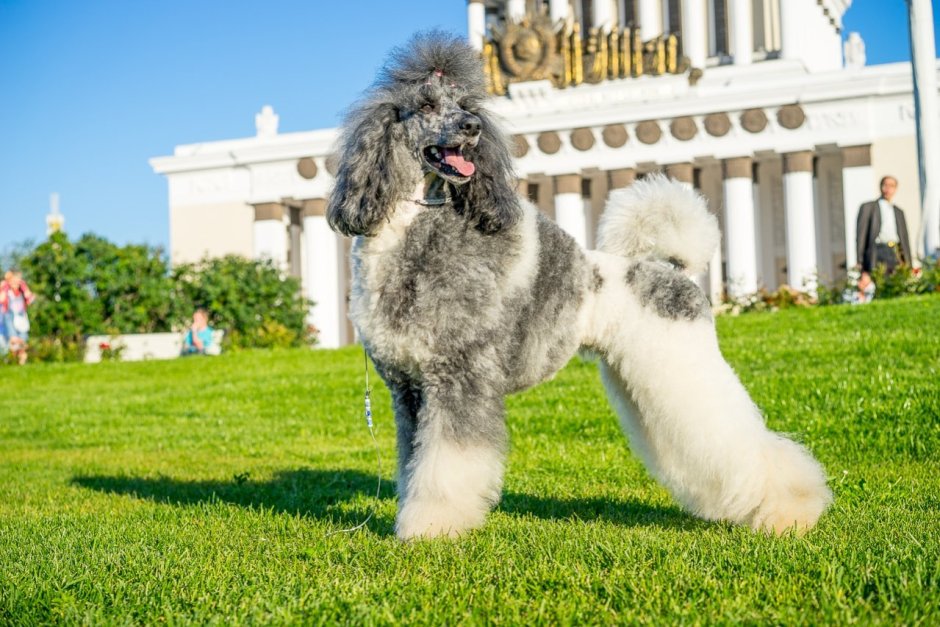 Королевский пудель