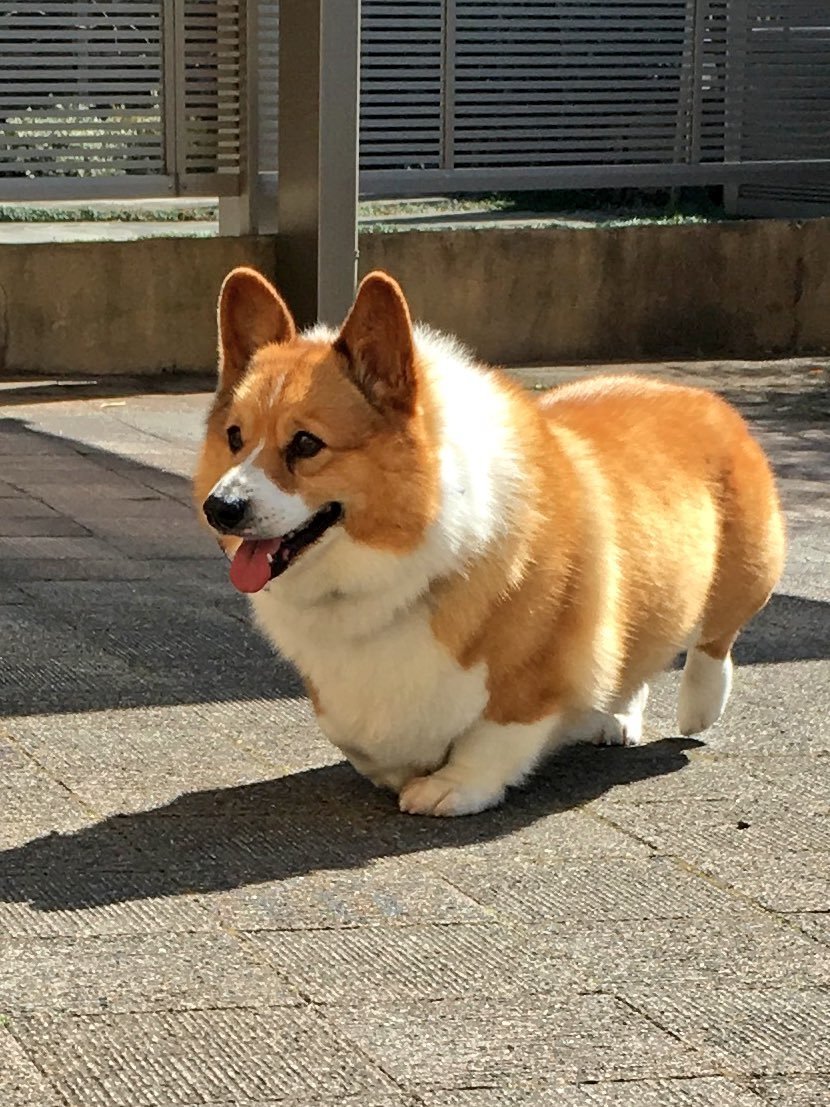 Жирные корги пемброк