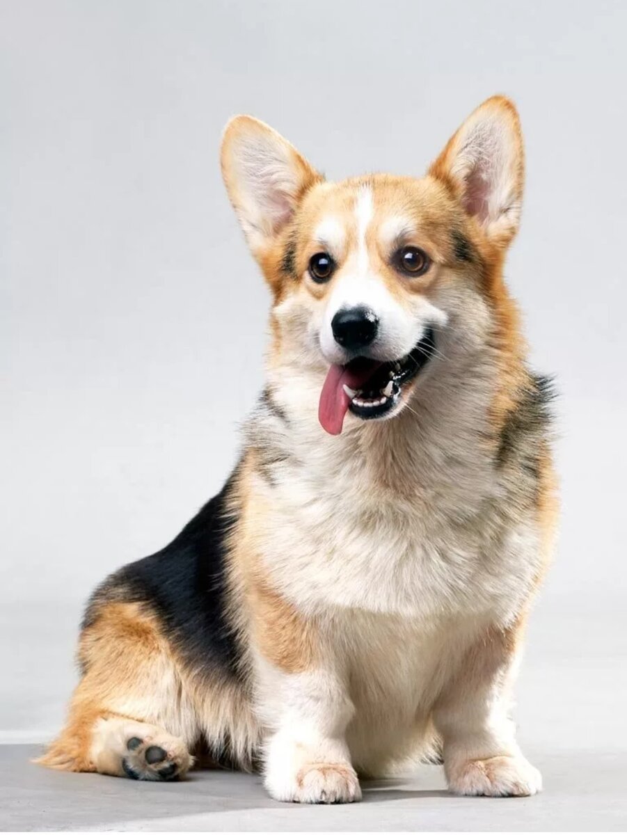 Вельш корги пемброк