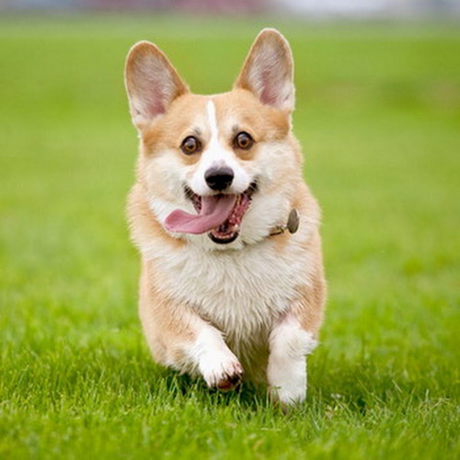 Вельш корги пемброк лапа