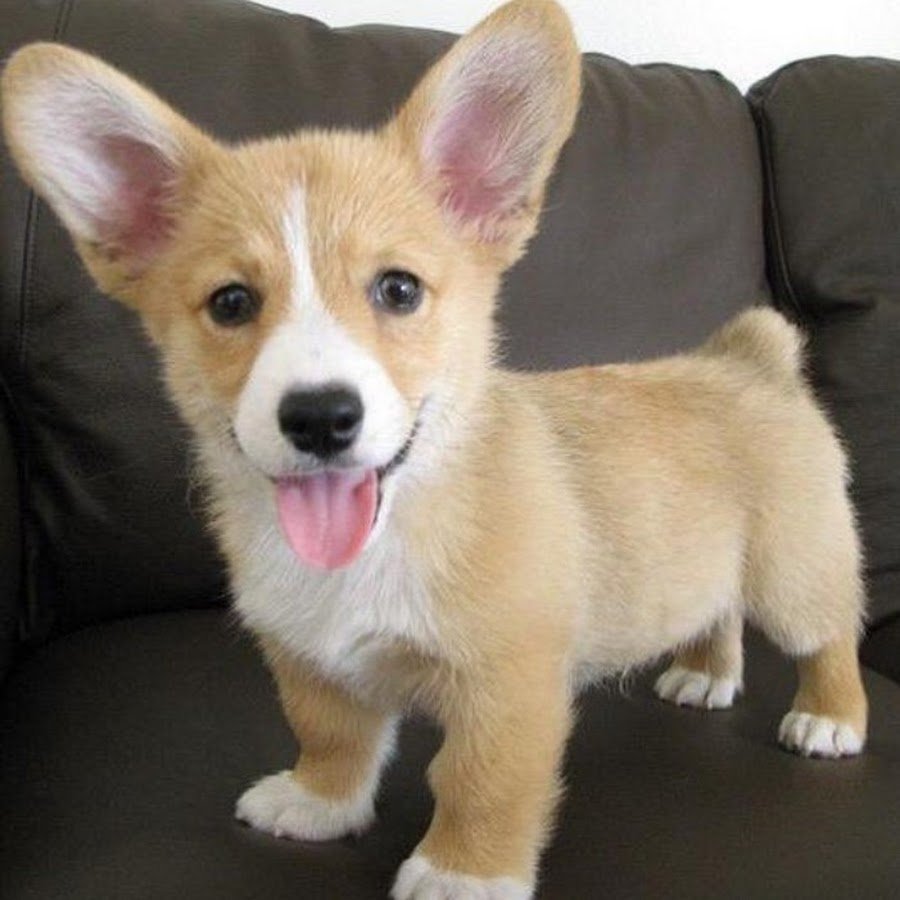 Метис вельш корги