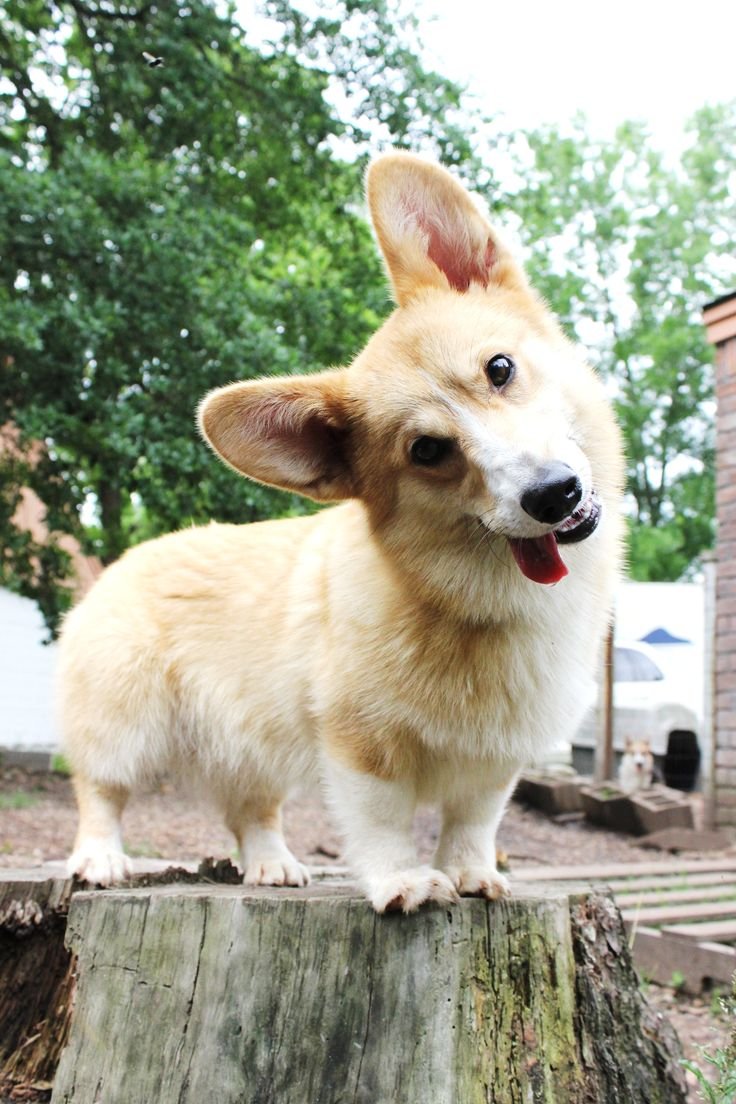 Королевская карликовая овчарка