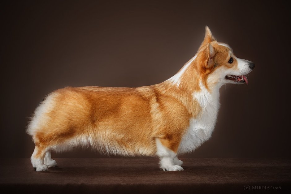 Груминг корги пемброк