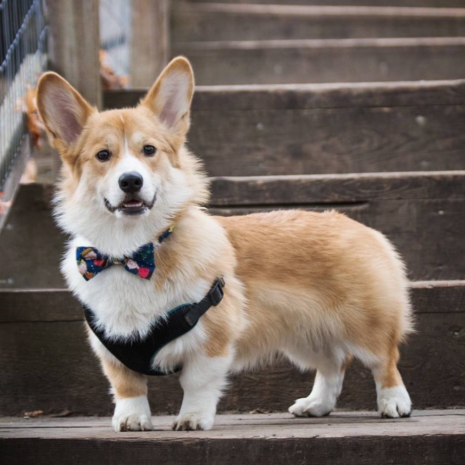 Собаки породы вельш корги пемброк