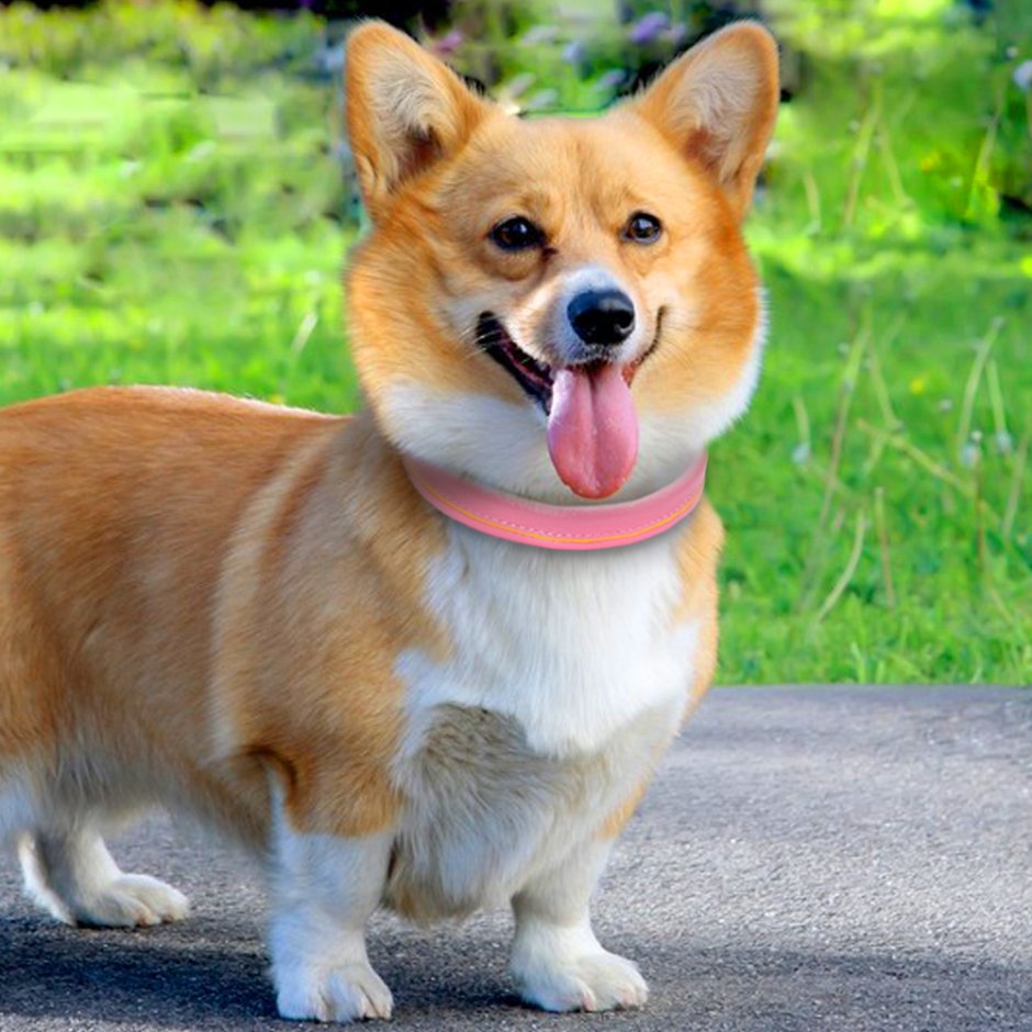 Шведский вальхунд