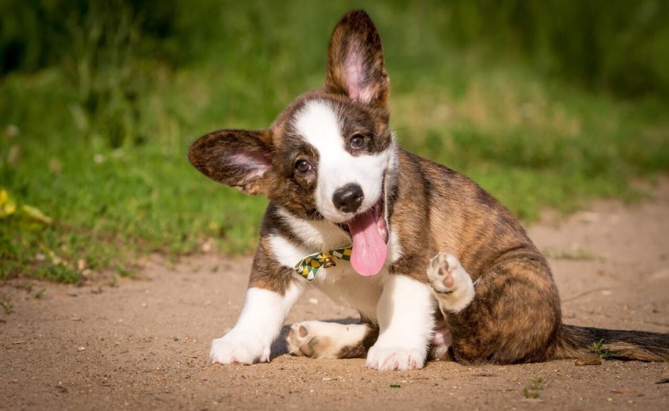 Корги кардиган с гетерохромией