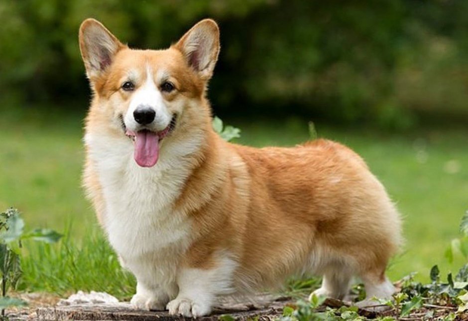 Собака вельш корги пемброк