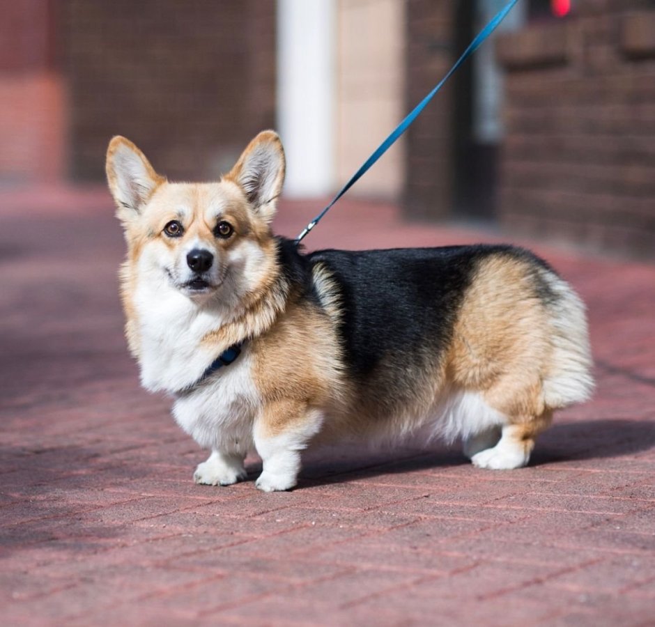 Карликовая овчарка вельш корги
