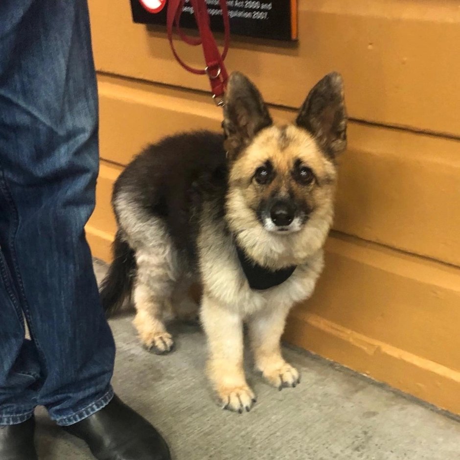 Карликовая немецкая овчарка