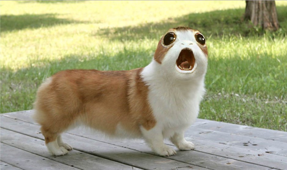 Вельш корги пемброк жирный