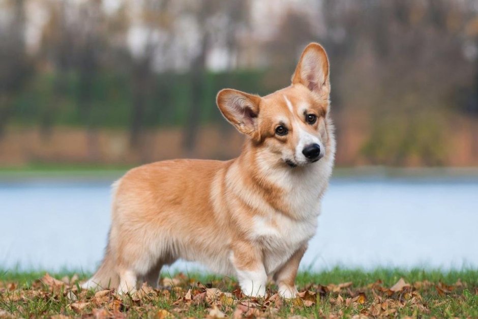 Собаки породы вельш корги пемброк