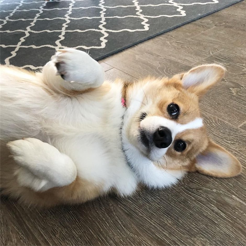 Вельш корги вислоухие