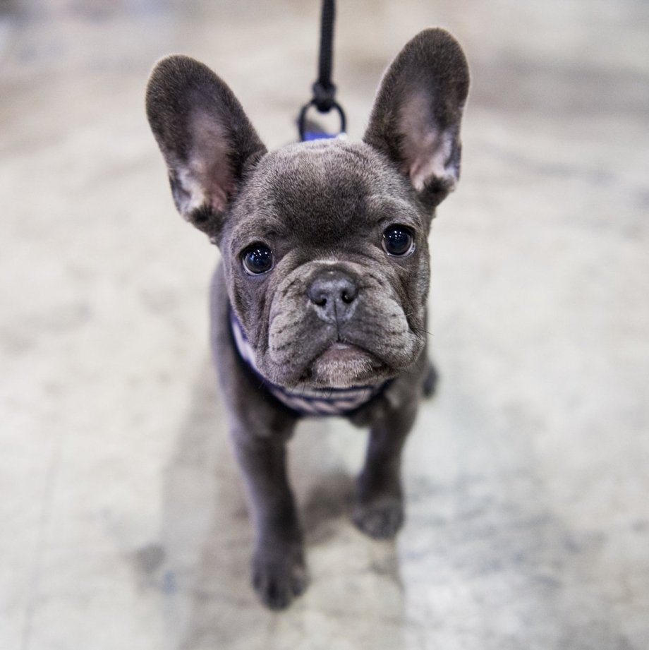 Помесь французского бульдога
