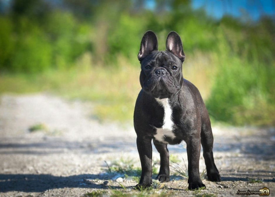 Французский бульдог Стаффордшир терьер