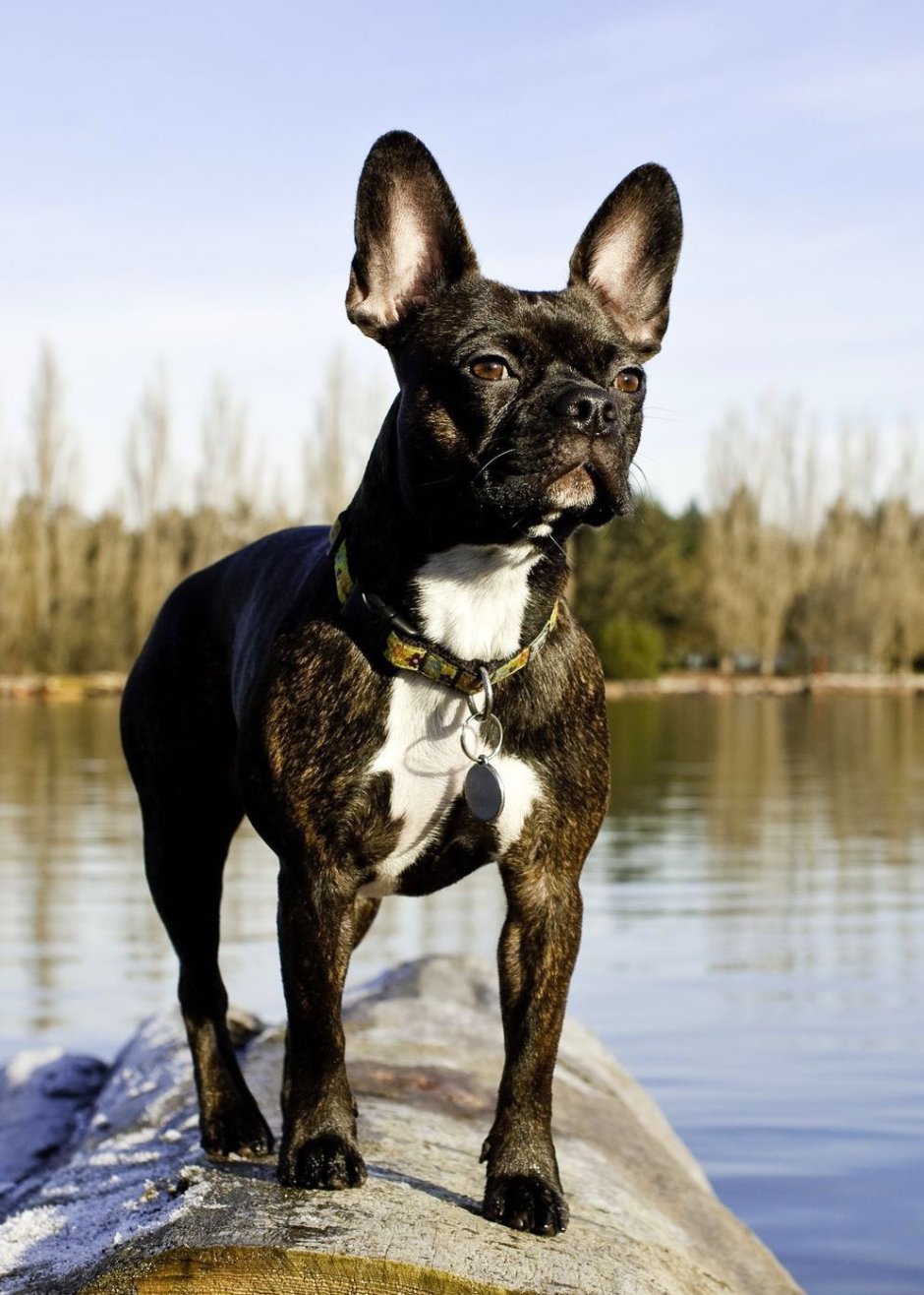 Бостон терьер тигровый