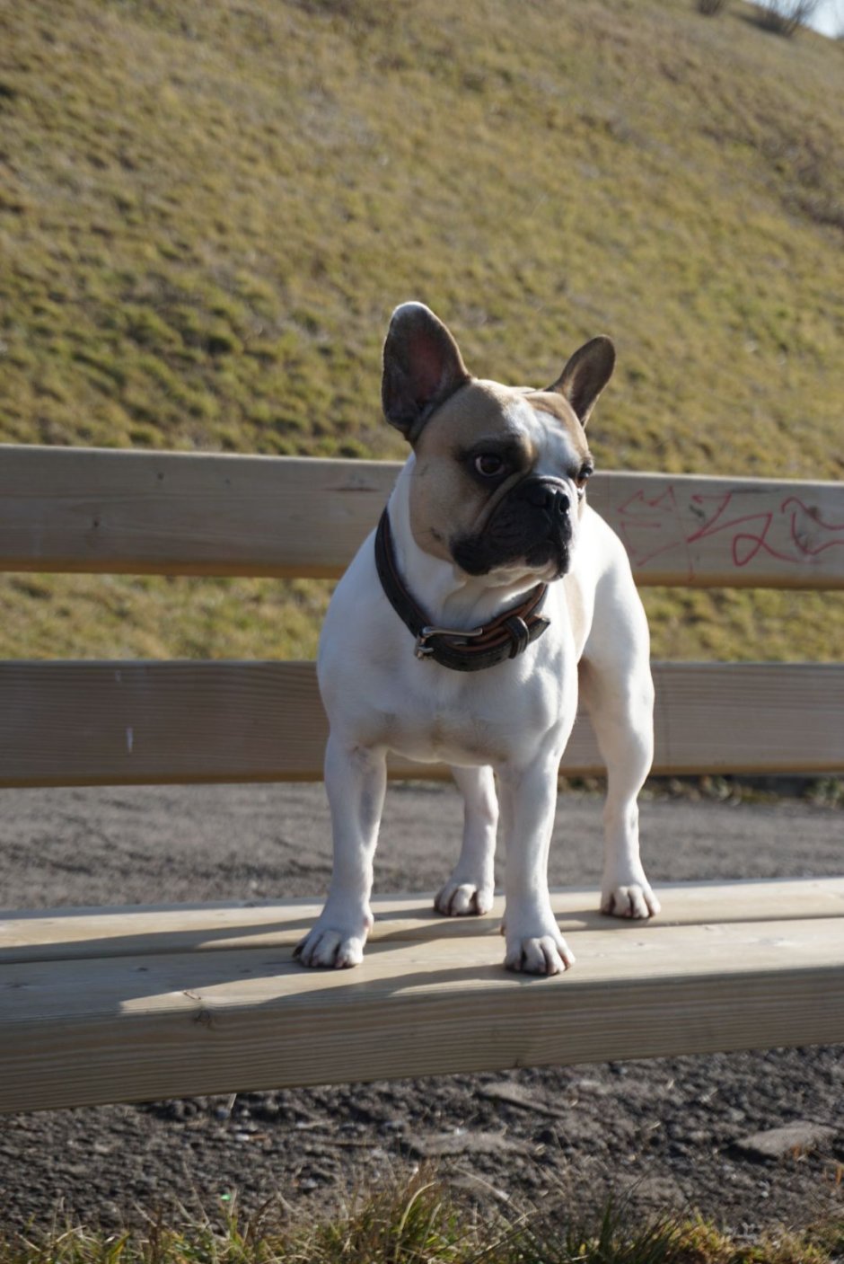 Французский бульдог с длинными лапами