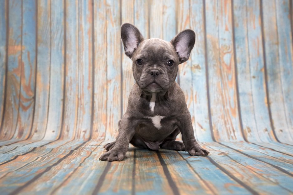 Французский бульдог Молли