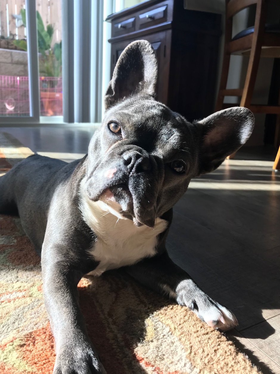 Французский бульдог