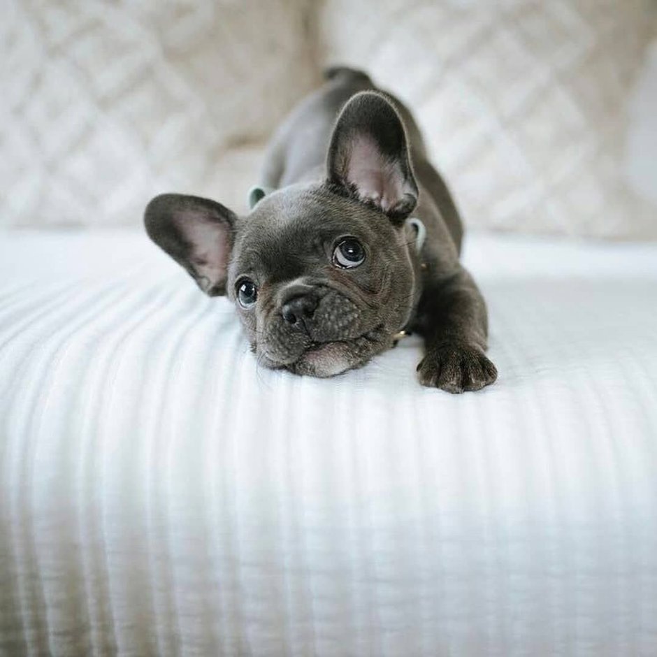 Милые щенки французского бульдога