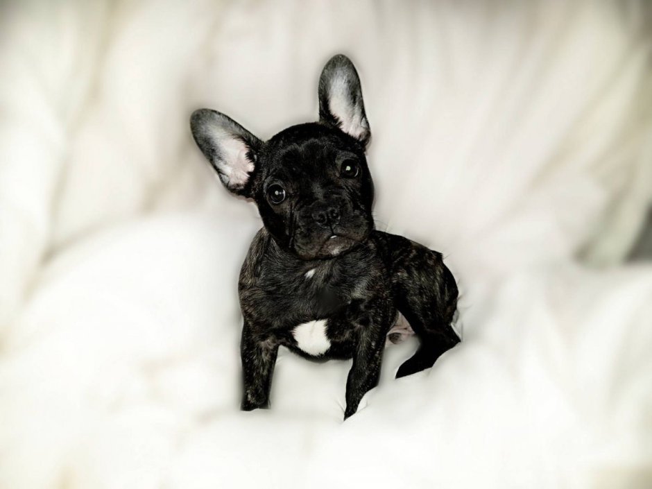 Голубой Солид французский бульдог