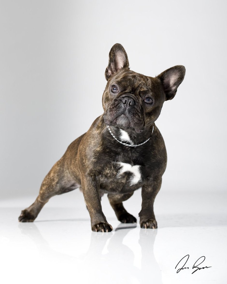 Лапа французского бульдога