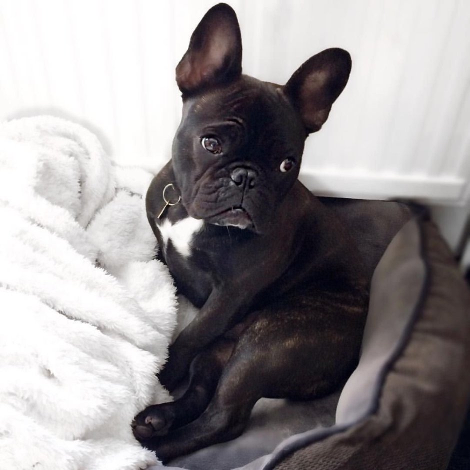 Французский бульдог скрещенный