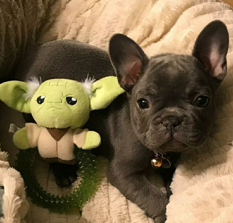 Фиджи Полли французский бульдог