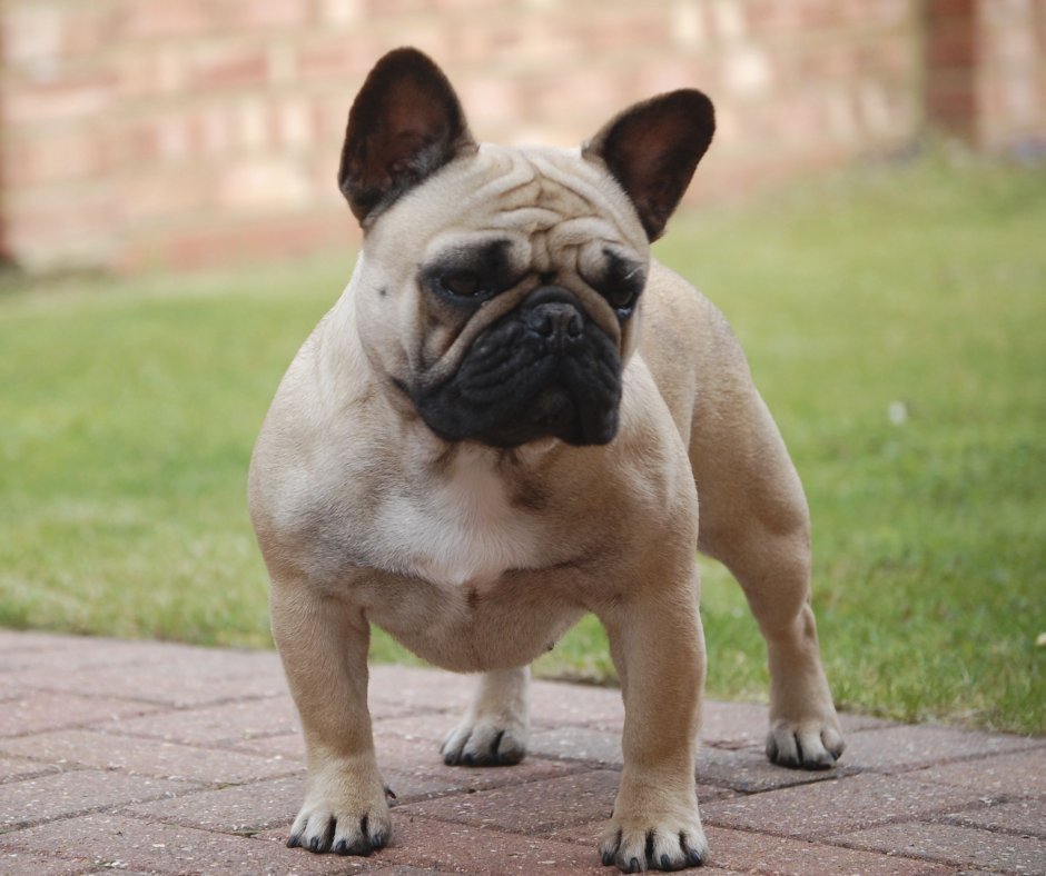 Финский бульдог