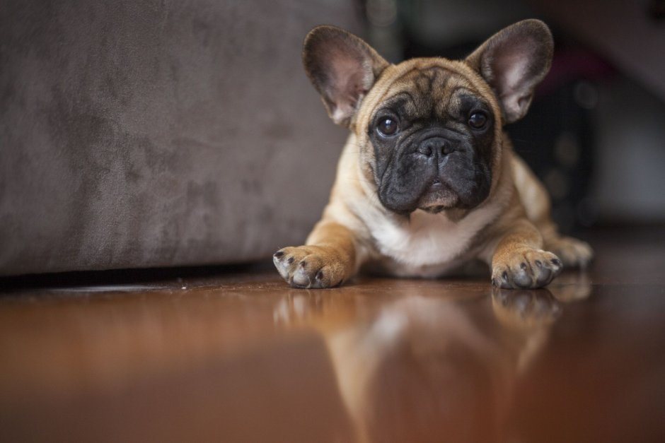 Груминг французского бульдога