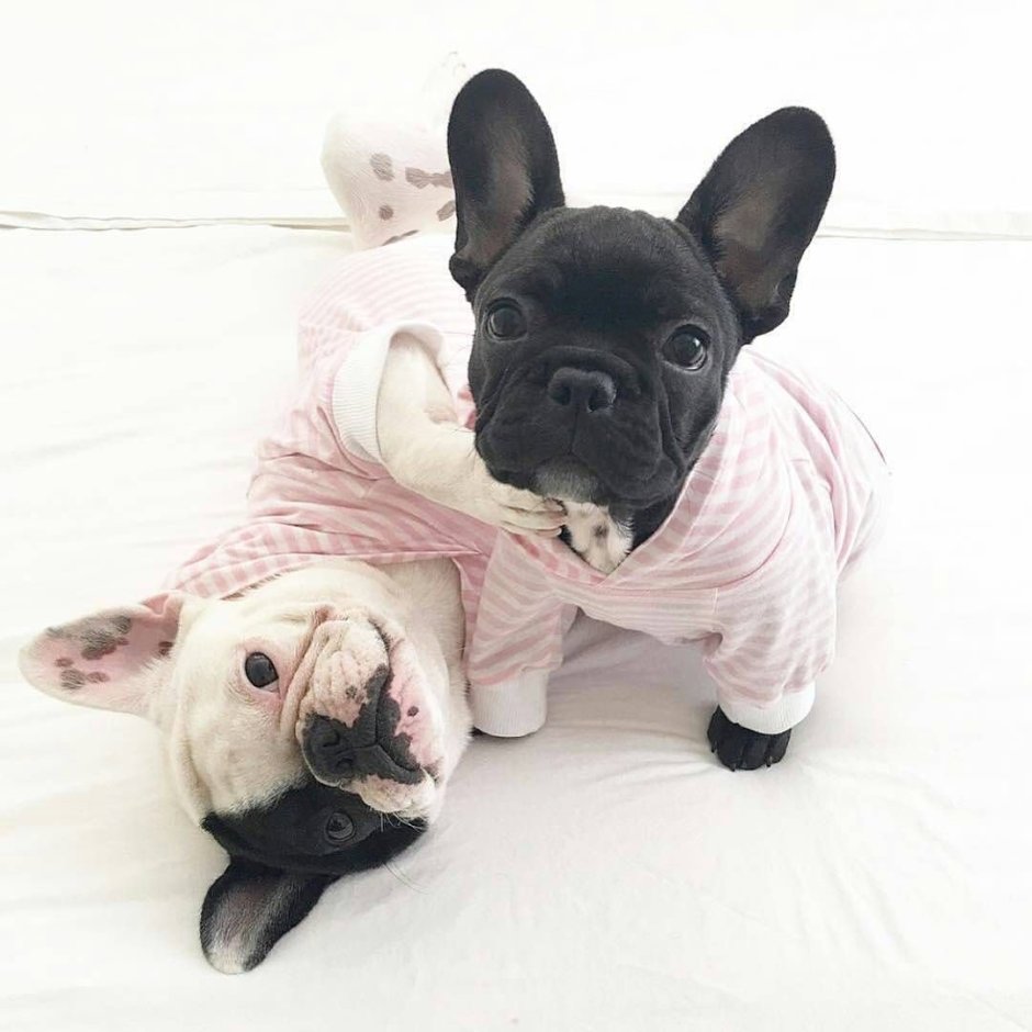 Французский бульдог Беби фейс