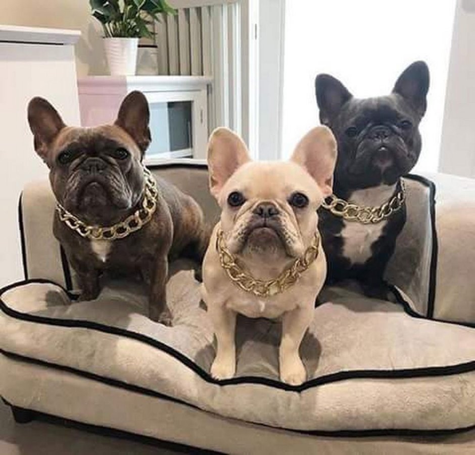 Подглядывающий французский бульдог