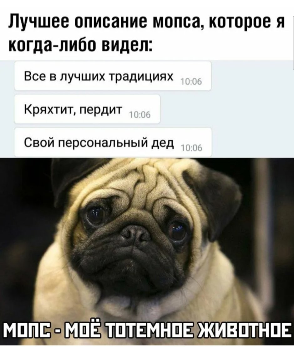Шутки про мопсов