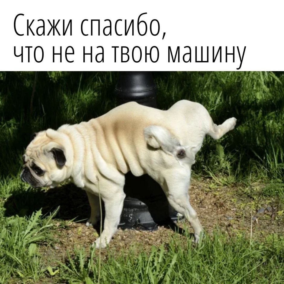 Мопс столб