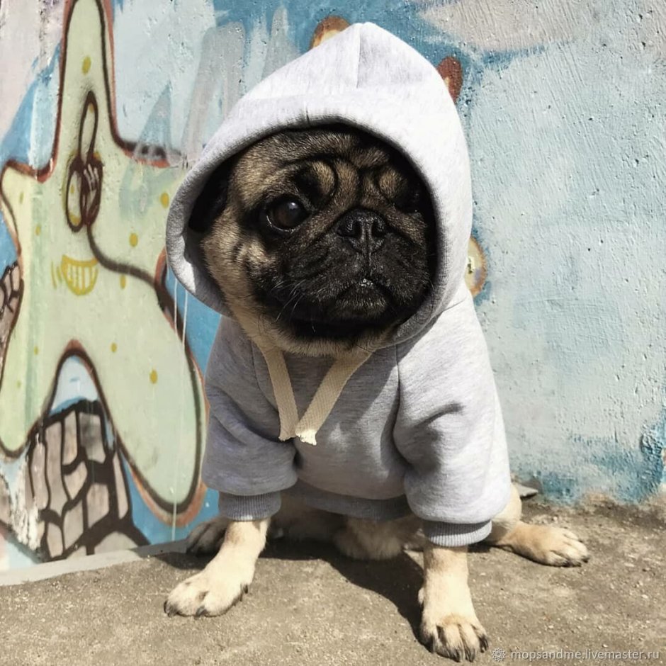 Мопс с афро