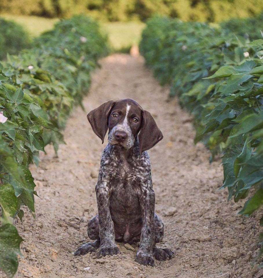 Американский Курцхаар