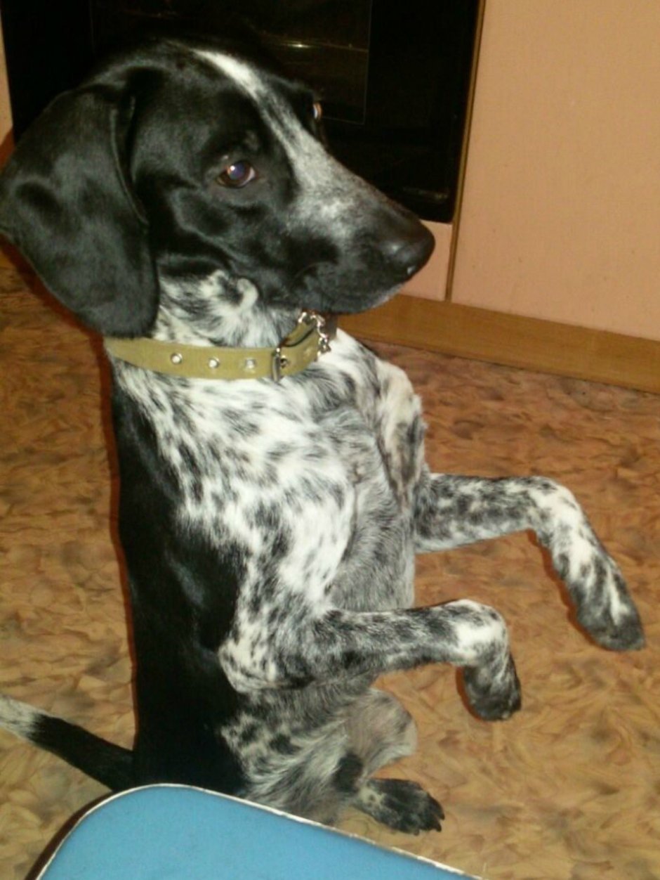 Русский охотничий спаниель метис