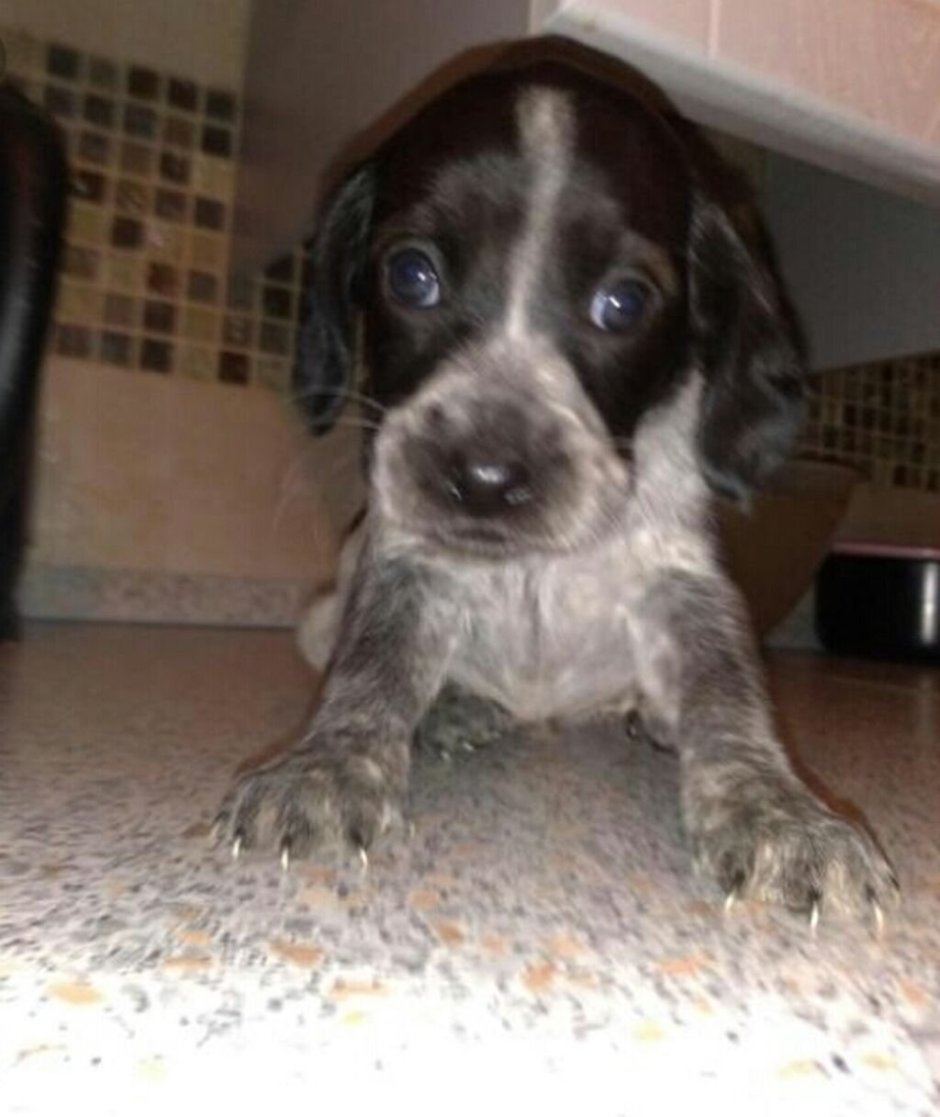 Метис курцхаара и спаниеля