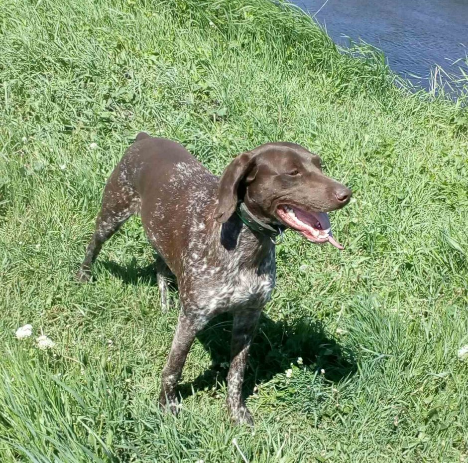 Курцхаар со спаниелем