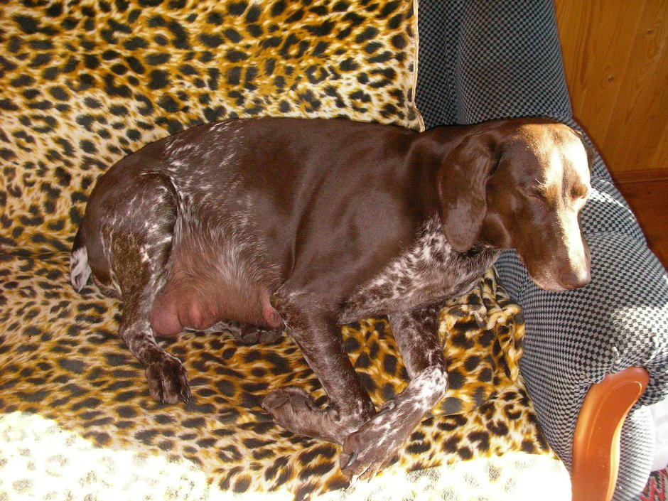 Курцхаар и спаниель помесь