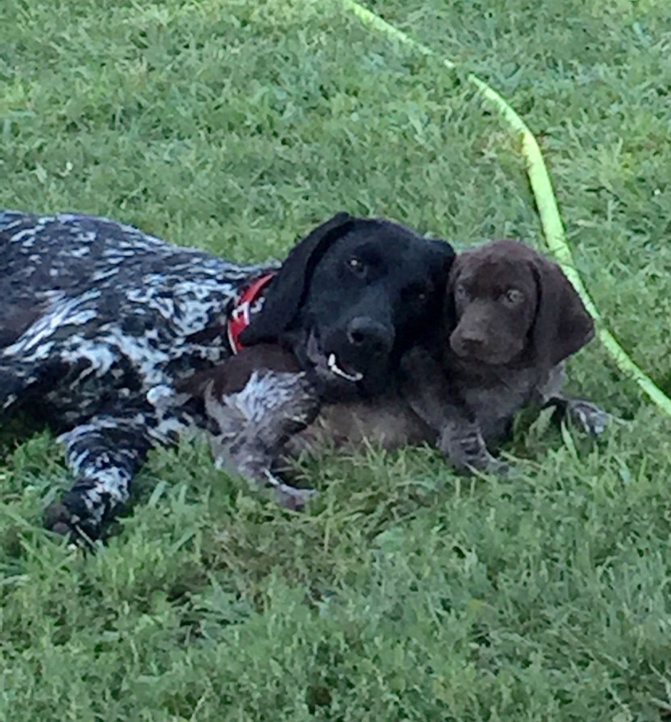 Курцхаар мешанный со спаниелем