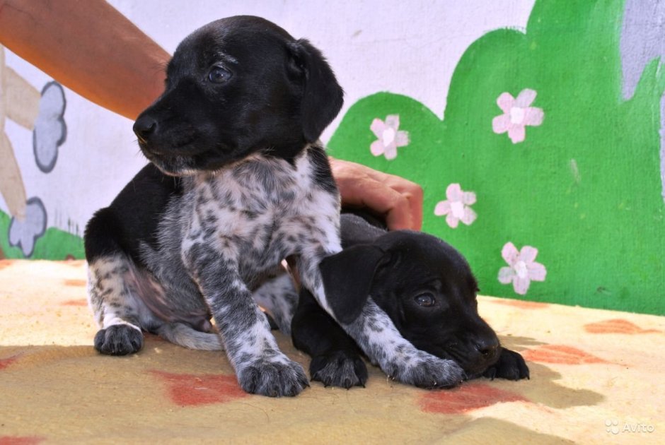 Метис курцхаара