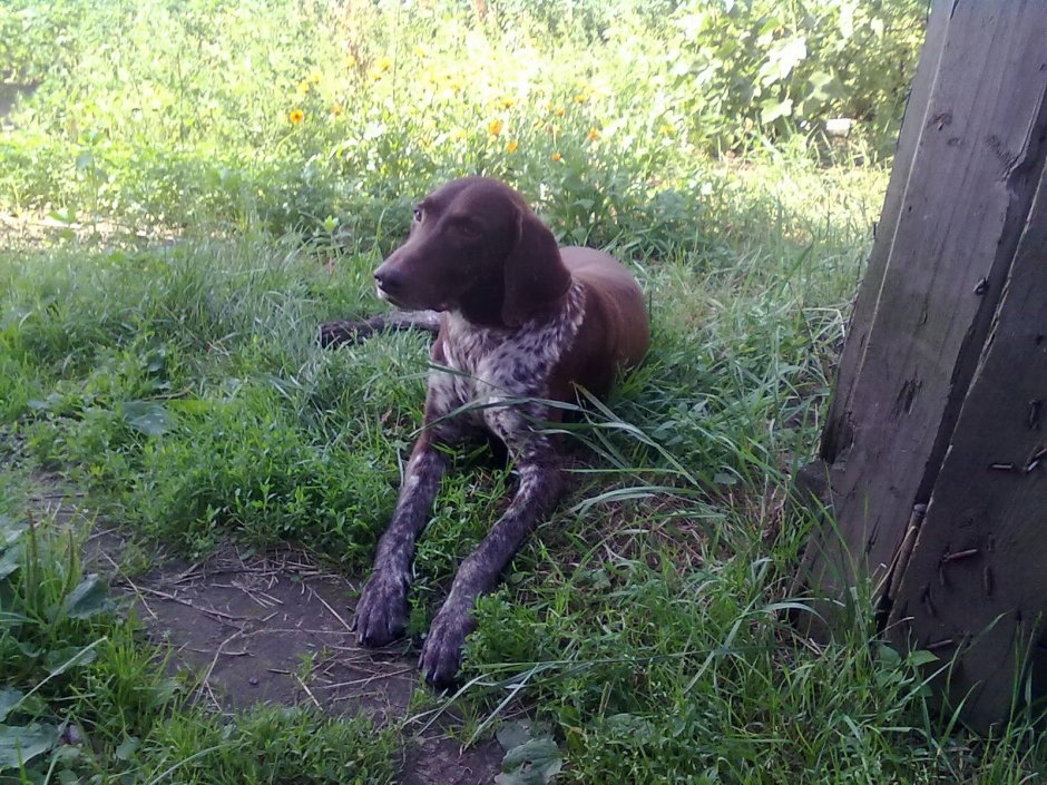 Курцхаар кот