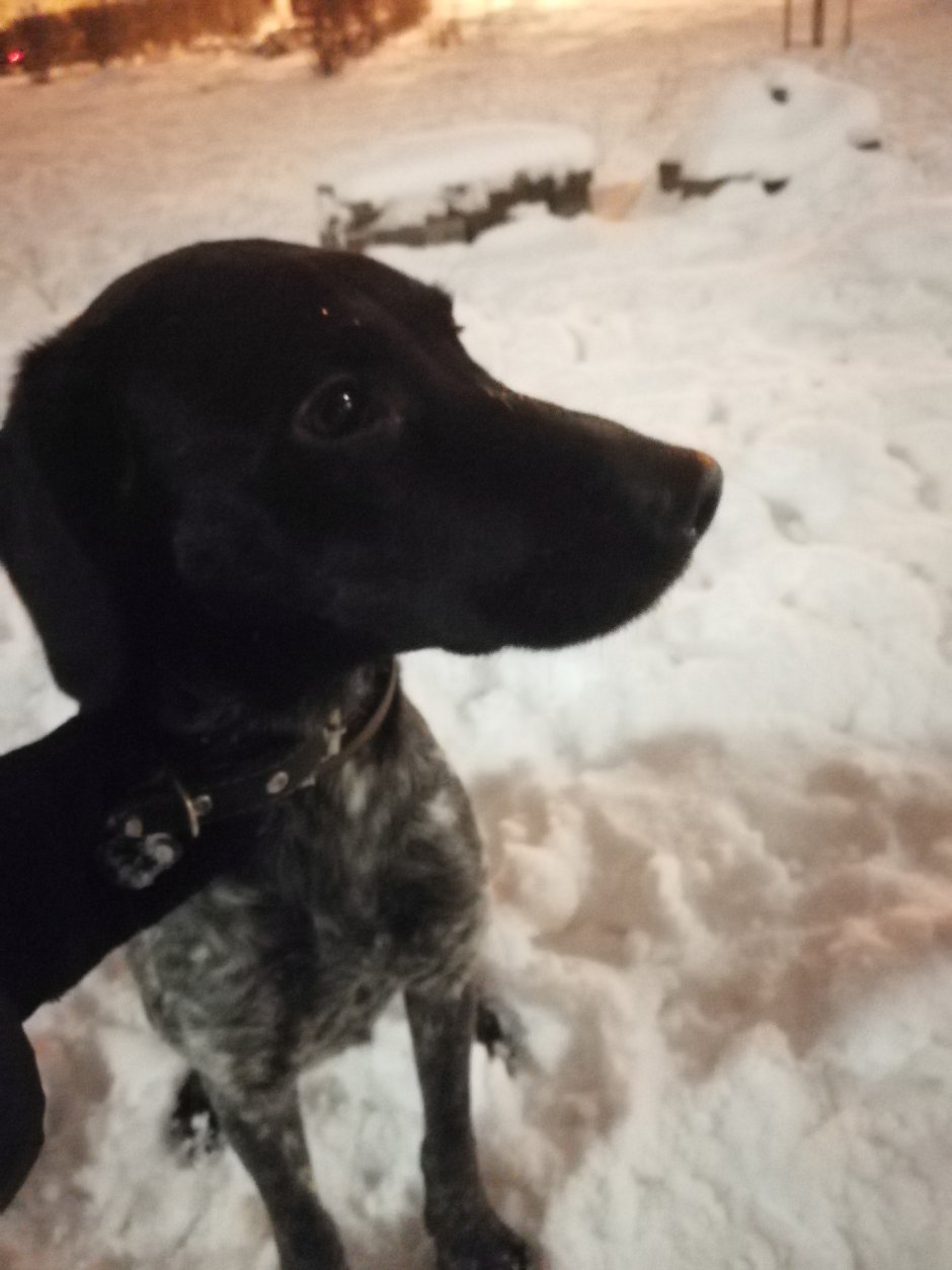 Метис курцхаара и спаниеля