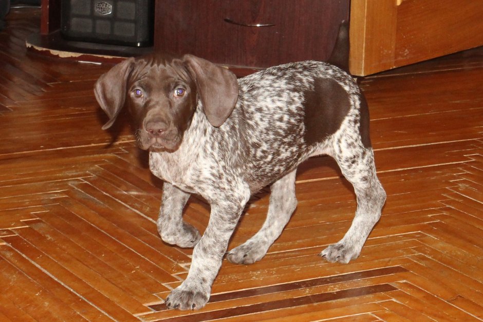 Продаю курцхаара щенки