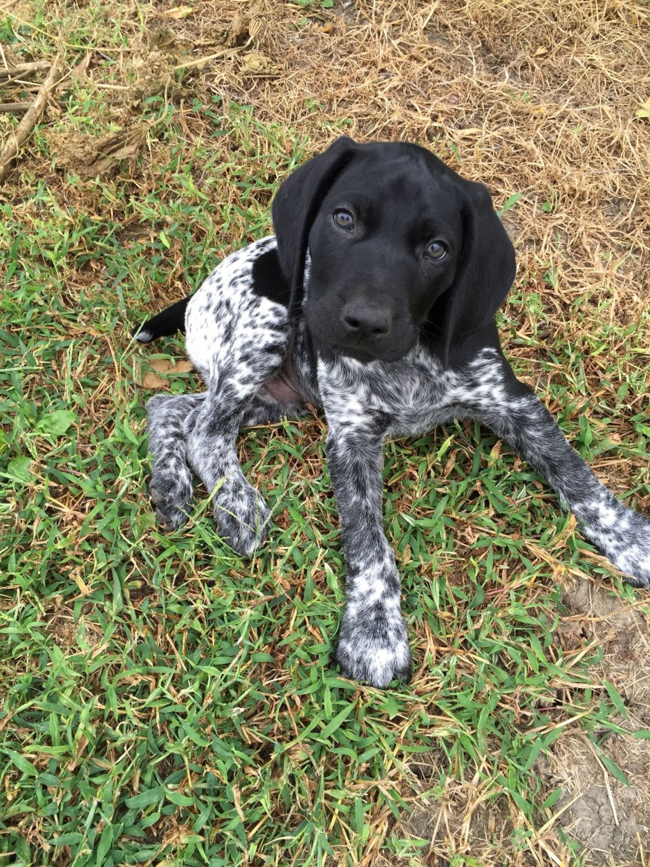 Пойнтер Курцхаар щенок