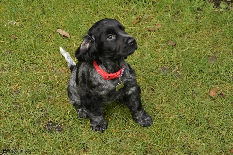 Метис кокер лабрадор