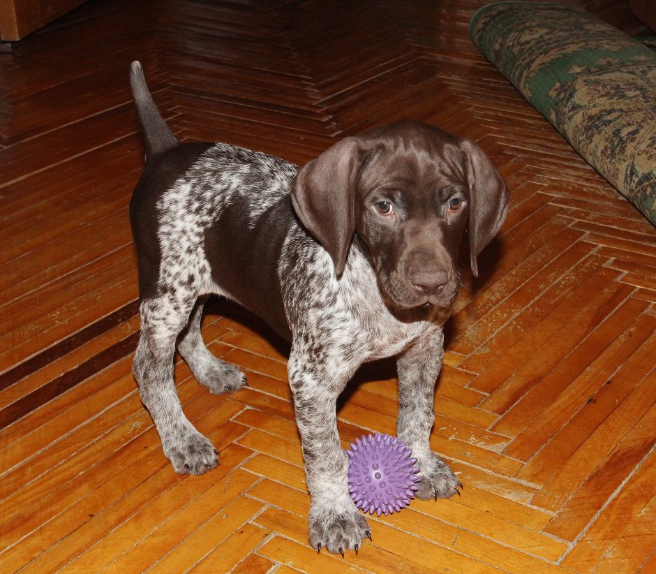 Курцхаар маленькая