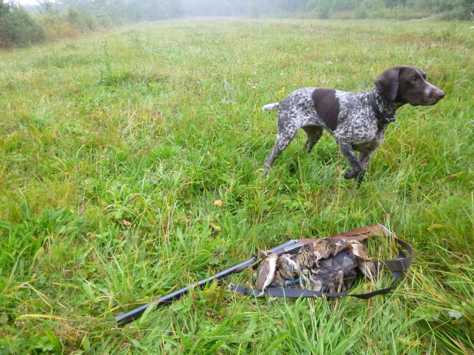 Курцхаар охотник на утку