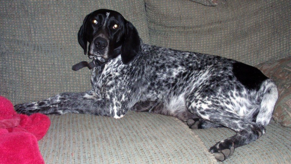 Сеттер Пойнтер Курцхаар коричневый