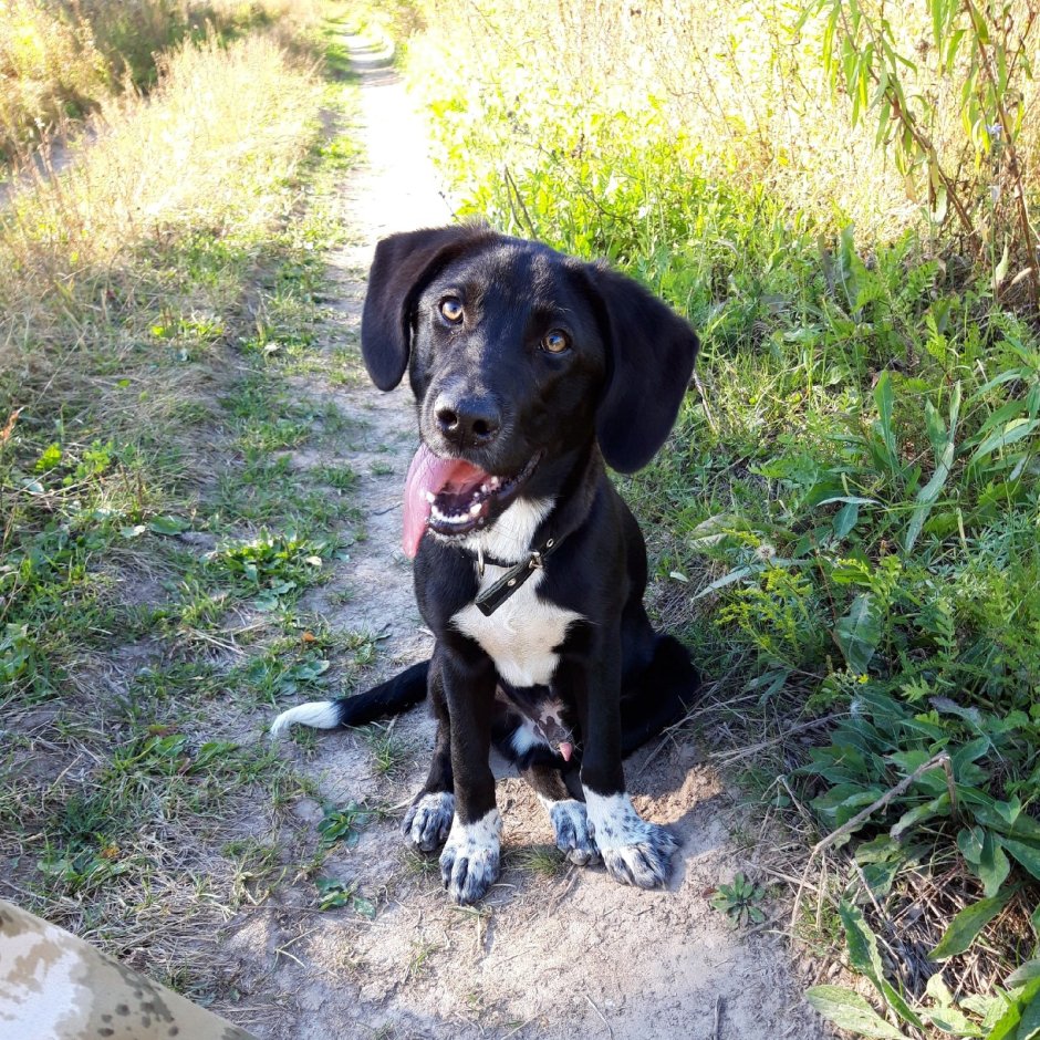 Курцхаар черный